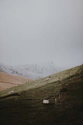 peak district national park sheep on mountain bakewell